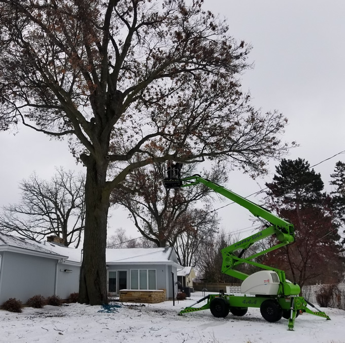 Winter Oak Tree Trimming