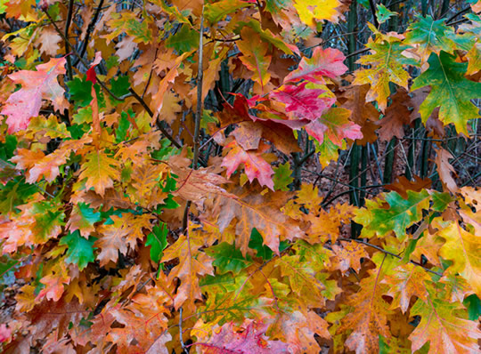 Trim Oak Trees in Winter