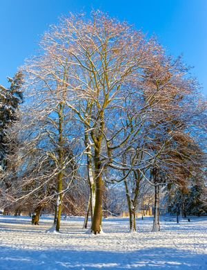 Winter Tree Pruning Photo
