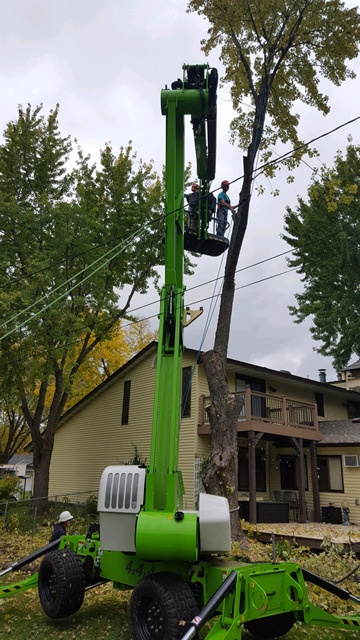 Winter Tree Trimming Photo