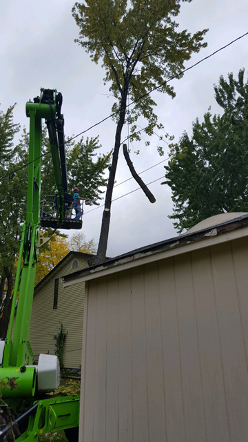 Winter Tree Trimming Photo