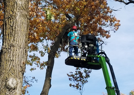 St. Cloud Tree Service Company