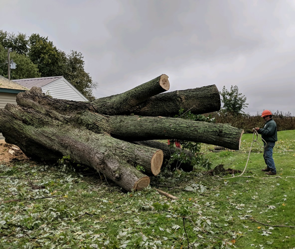 Hazard Tree Removal Winter Tree Removal & Tree Trimming