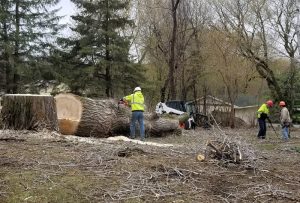 Tree Pruning in Winter – Finish Pruning Oaks Soon!