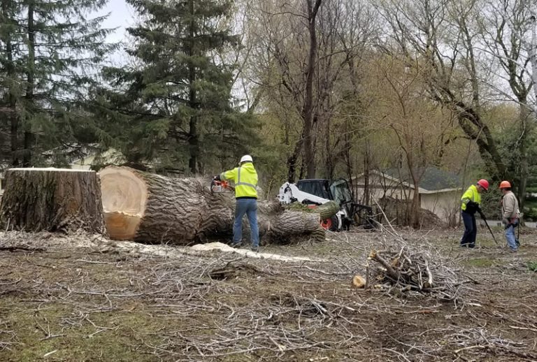 Tree Pruning in Winter