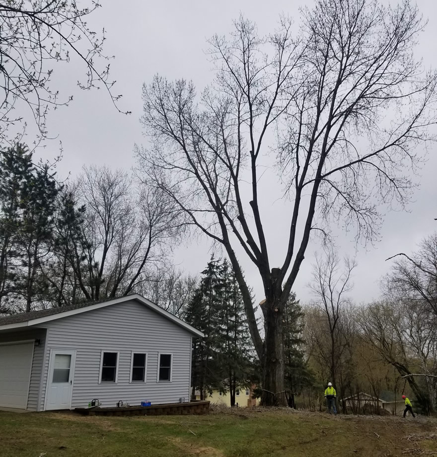 Hazard Tree Removal Experts