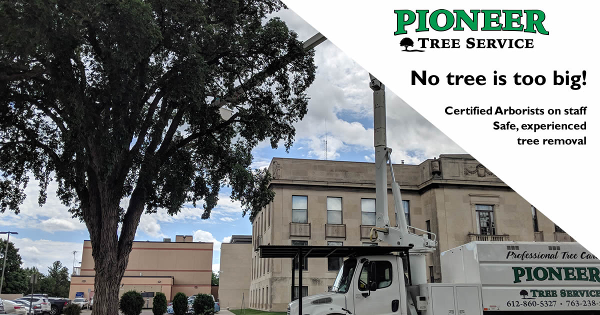 Hazardous Tree Removal Pioneer Tree Service