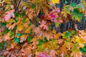 Tree Services for Cambridge & Princeton, MN