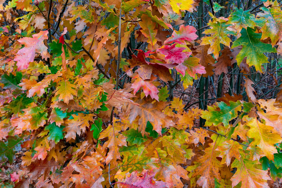 Tree Services for Cambridge and Princeton, MN