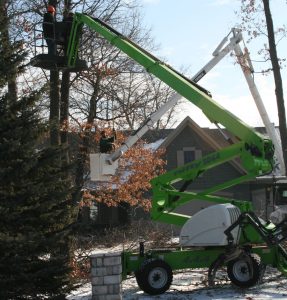 Remove Oak Trees in Winter