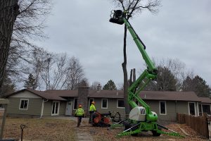 Winter Tree Removal & Pruning