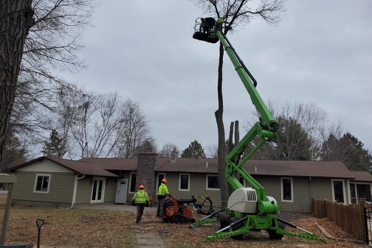 Winter Tree Removal and Pruning