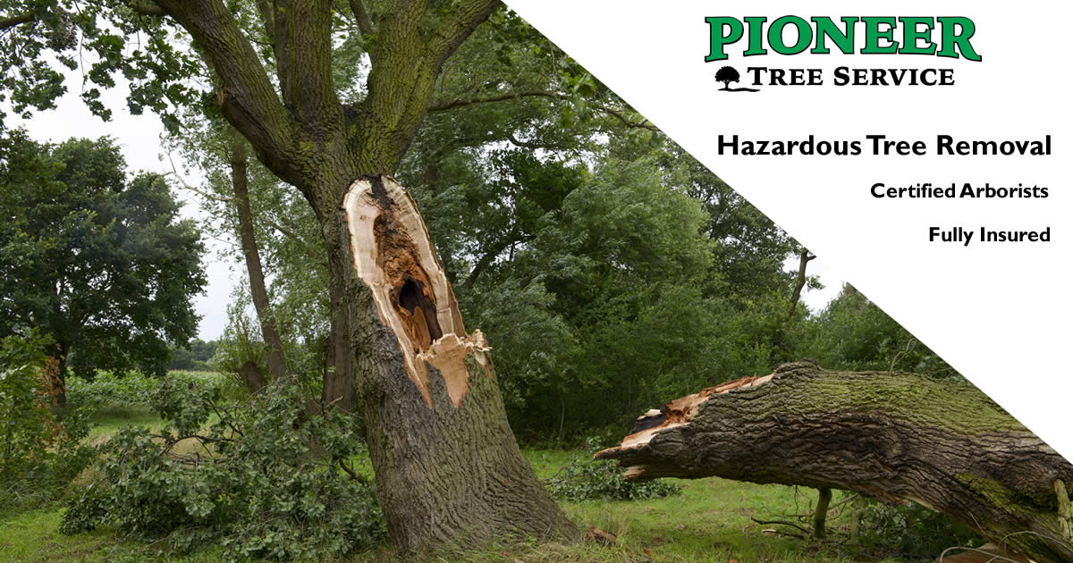 Remove Dangerous and Hazardous Trees | Pioneer Tree Services