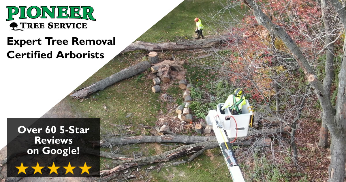 Tree Service Testimonials Cambridge MN | Pioneer Tree Service