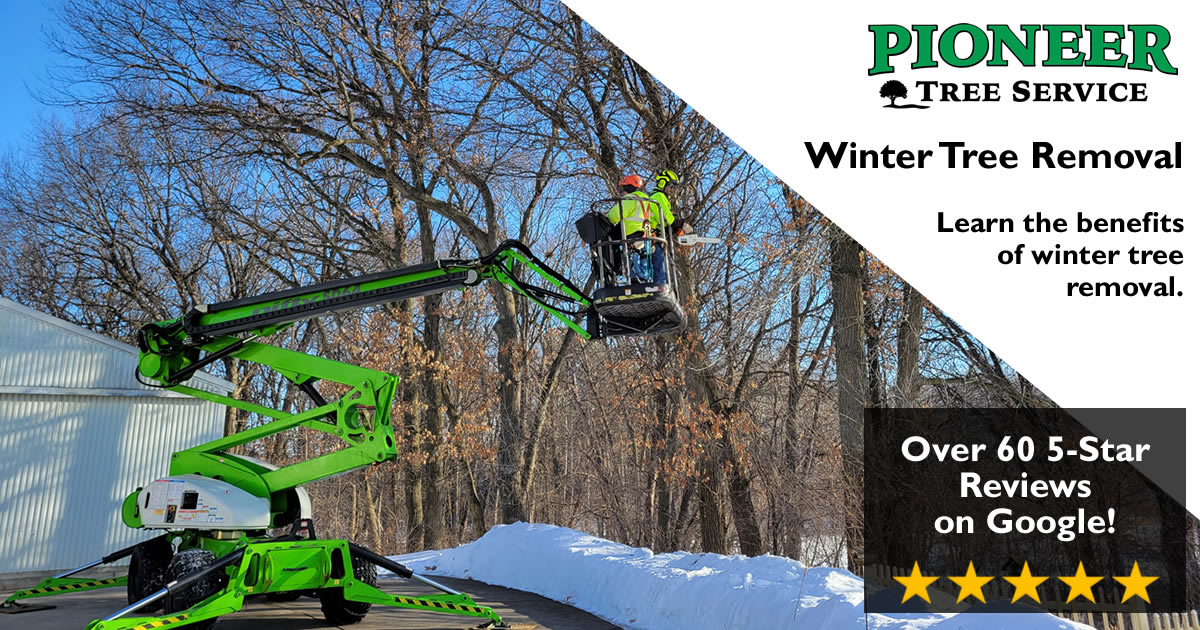 Winter Tree Trimming & Removal | Pioneer Tree Service