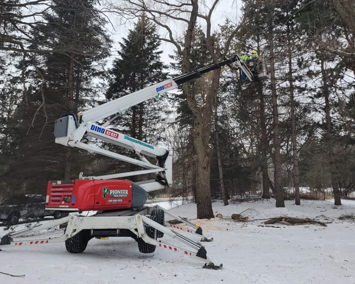 Winter Tree Trimming & Removal St. Cloud