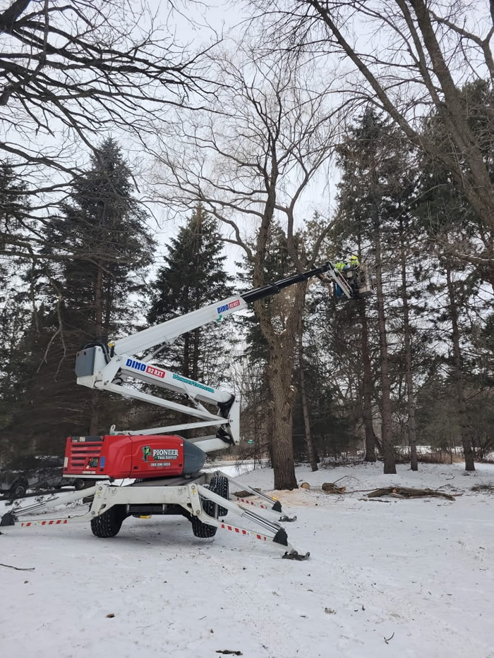 Winter Tree Trimming & Removal St. Cloud