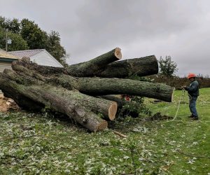 Tree Removal for Nowthen, MN