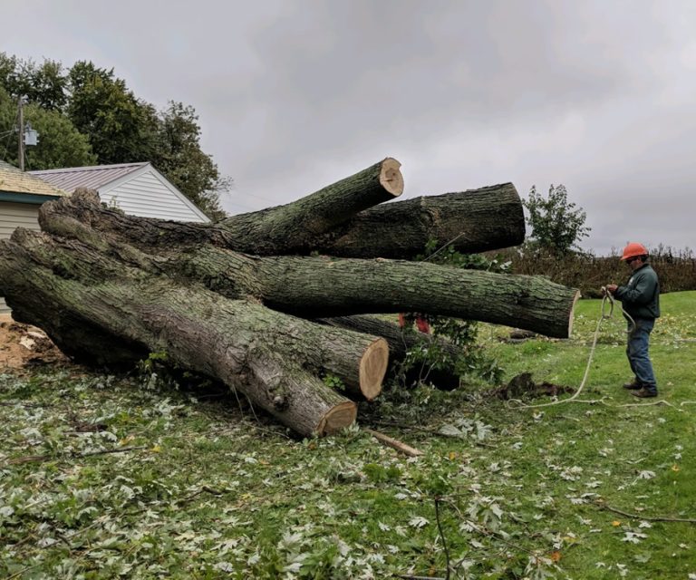 Tree Removal for Nowthen MN