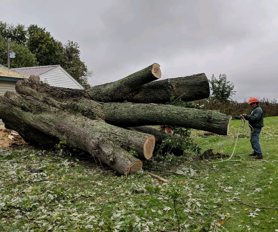Tree Removal for Nowthen MN