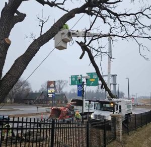 Anoka, MN Tree Removal