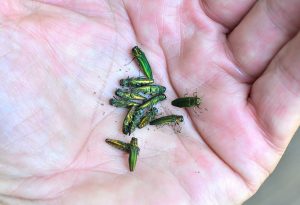 Ash Tree Removal & Disposal