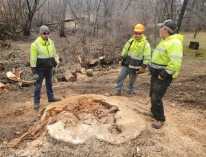 Princeton Tree Removal Services
