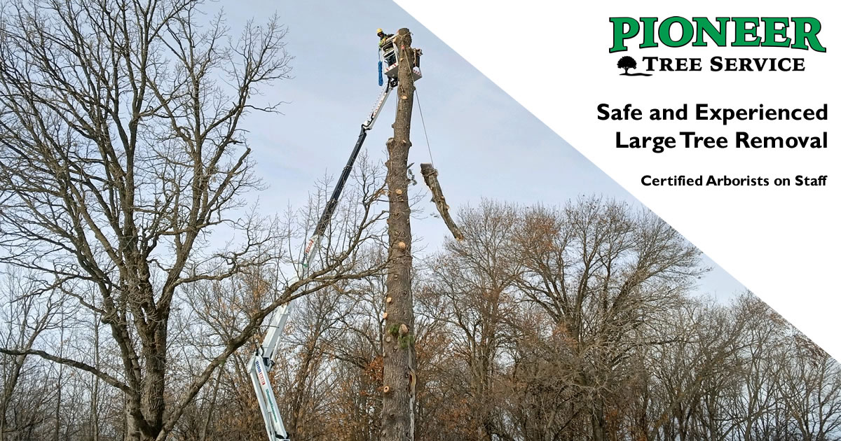 Foley Trees Foley Tree Services & Tree Removal | Pioneer Tree Service