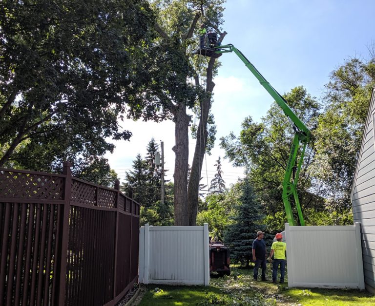 Tree Pruning Coon Rapids MN