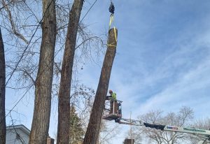 Blaine Tree Removal & Tree Services