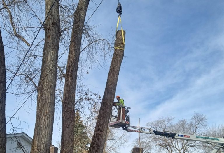 Blaine Tree Removal & Tree Services
