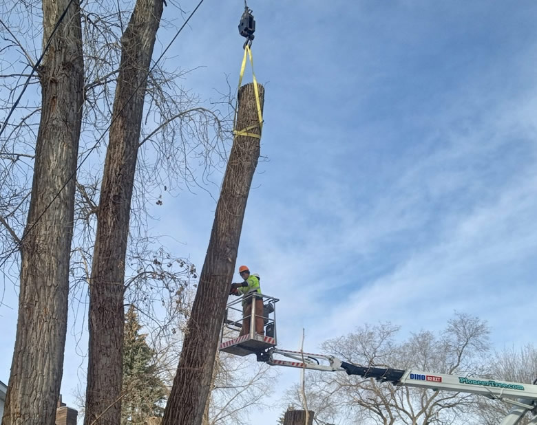 Blaine Tree Removal & Tree Services