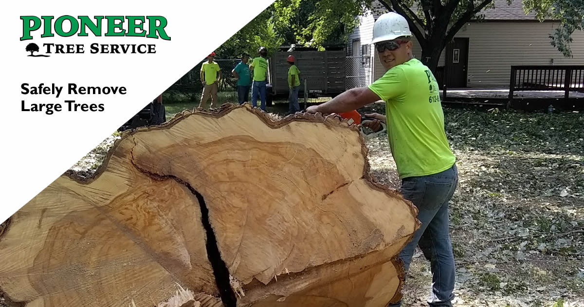 Blaine Tree Removal & Tree Services Pioneer Tree Service