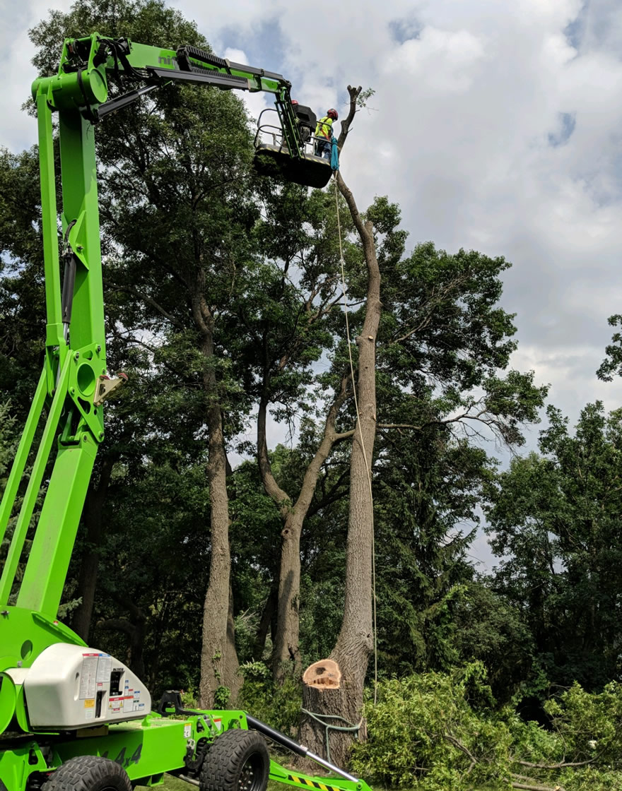 Anoka MN Tree Removal Service