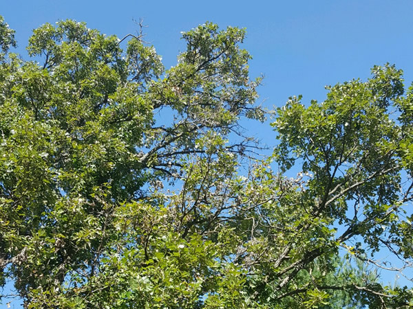 Early signs of oak wilt