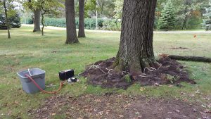 Oak Wilt – Are There Treatment Options?