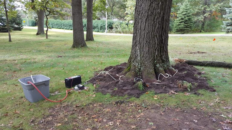 Oak Wilt Treatment Options