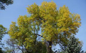 Treating & Removing Ash Trees