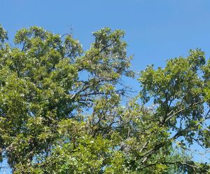 Reliable, Experienced Tree Removal Service