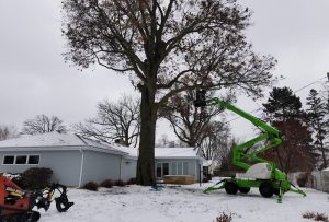 Zimmerman, MN Tree Removal & Tree Services