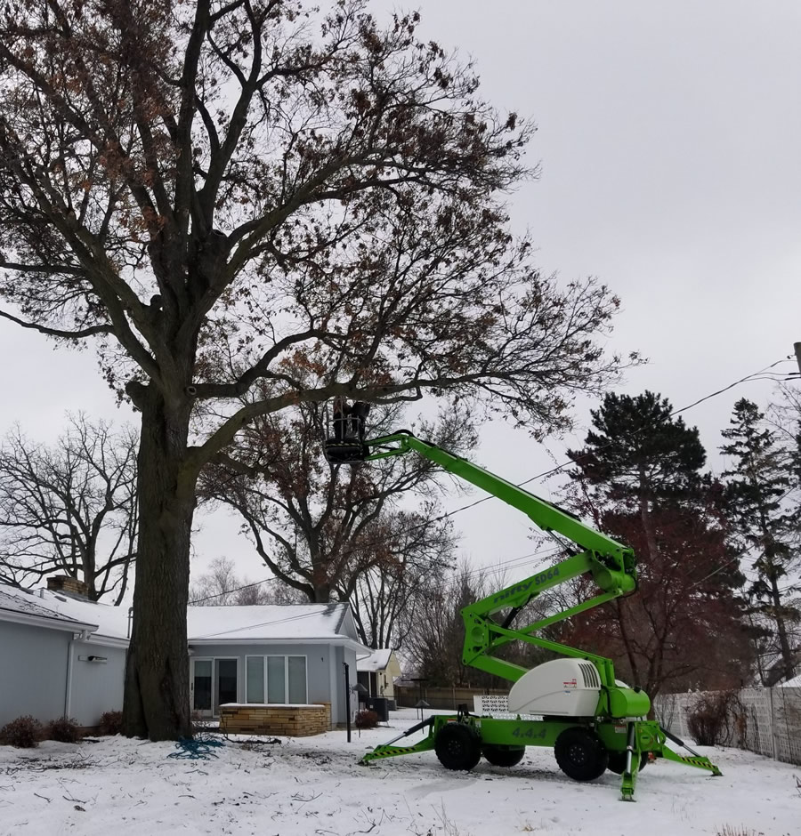 Winter Tree Trimming
