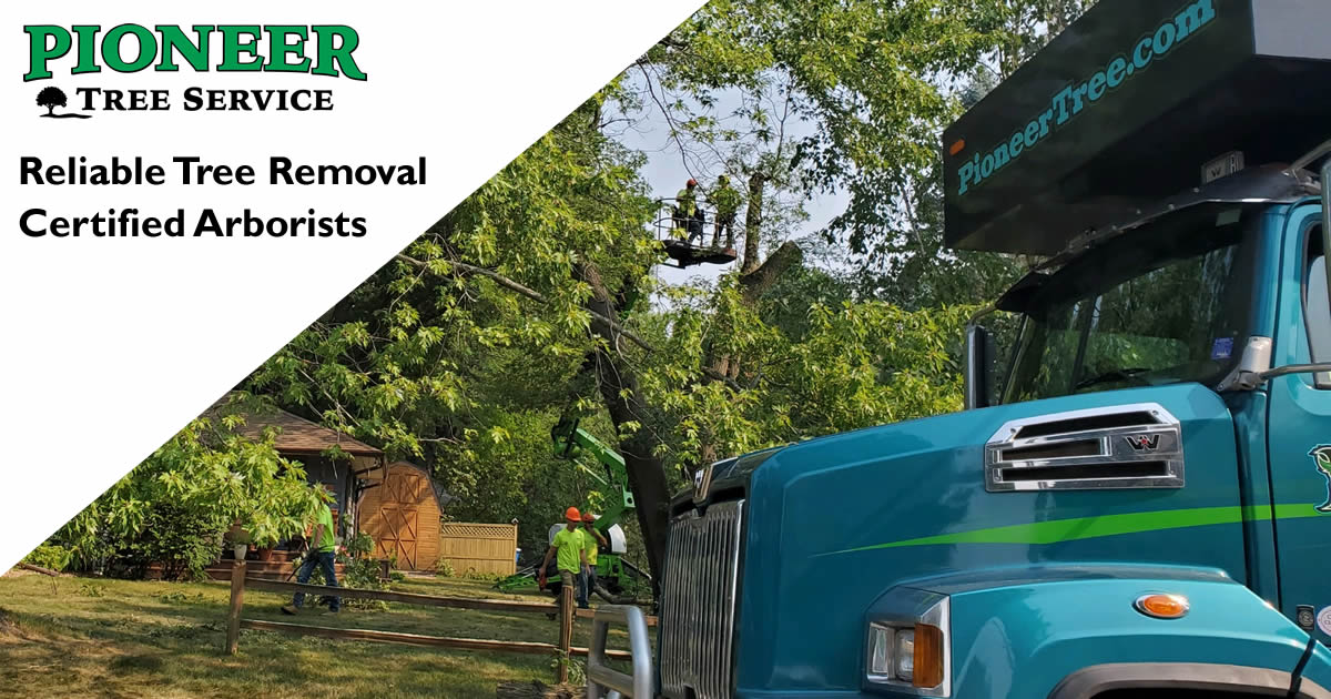 Tree Removal Services in East Bethel, MN | Pioneer Tree Service