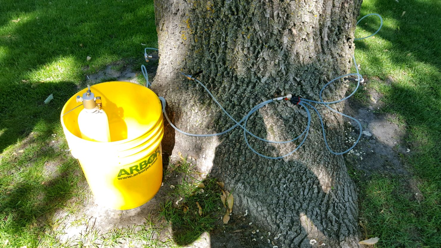 How to treat Emerald Ash Borer (EAB)