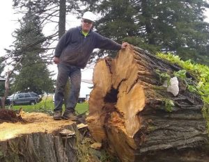 Expert Tree Removal & Tree Services