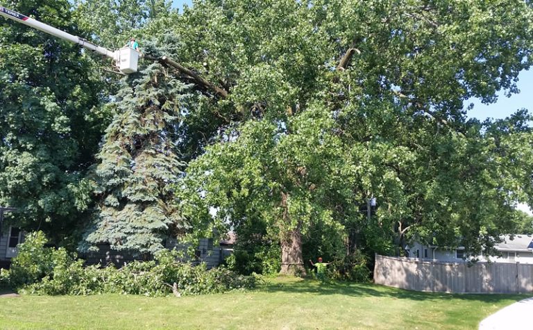 Foley Tree Removal