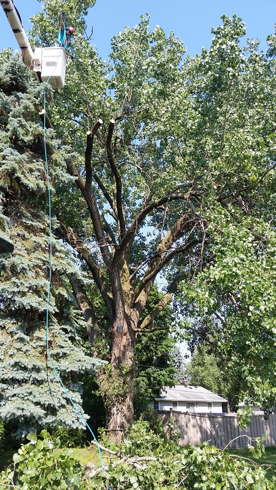 Foley Tree Removal