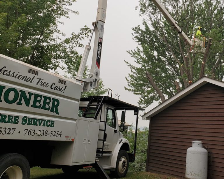 Large Tree Removal