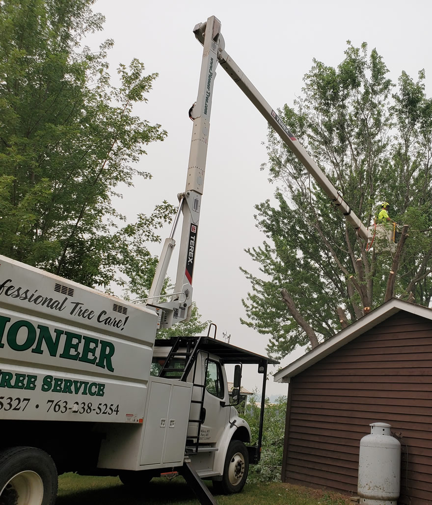 Large Tree Removal