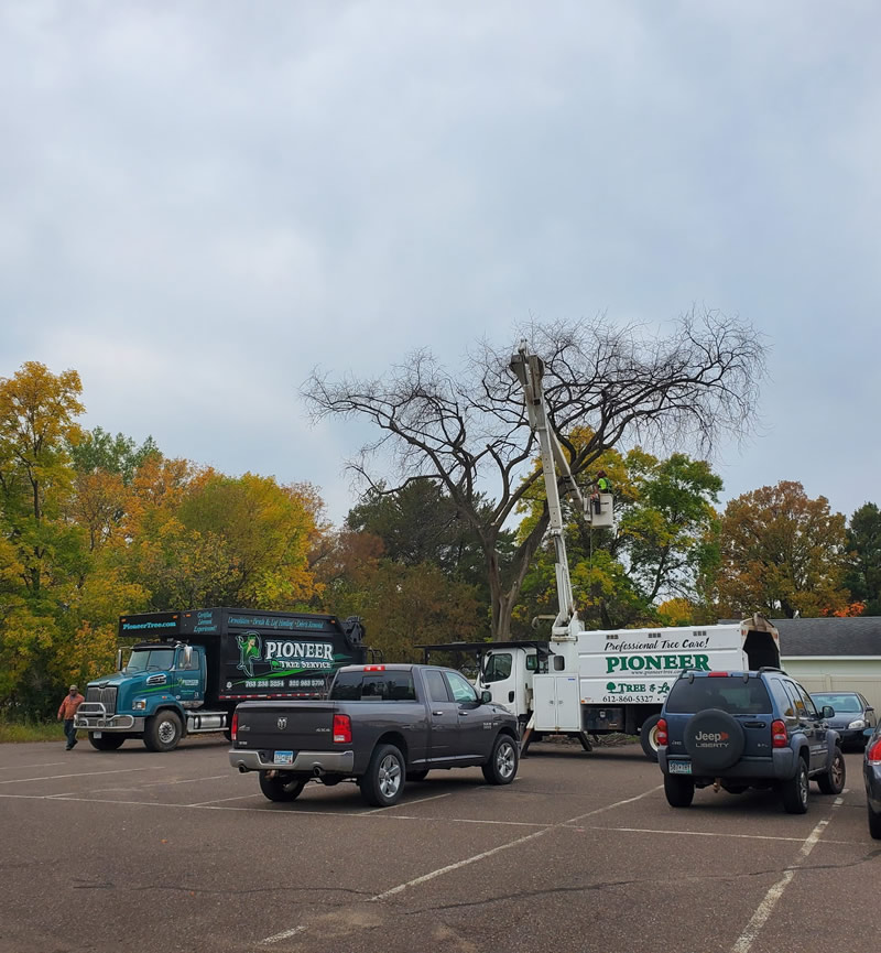 Mora MN Tree Removal