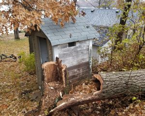 Remove Dead or Dying Trees